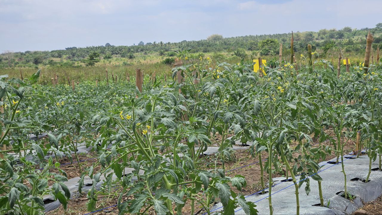 Elibeth Farms team working in the field