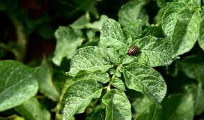 Importance of Integrated Pest and Disease Management (IPDM) in Vegetable Production