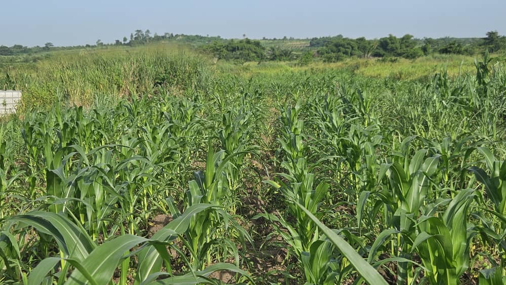 Maize Field
