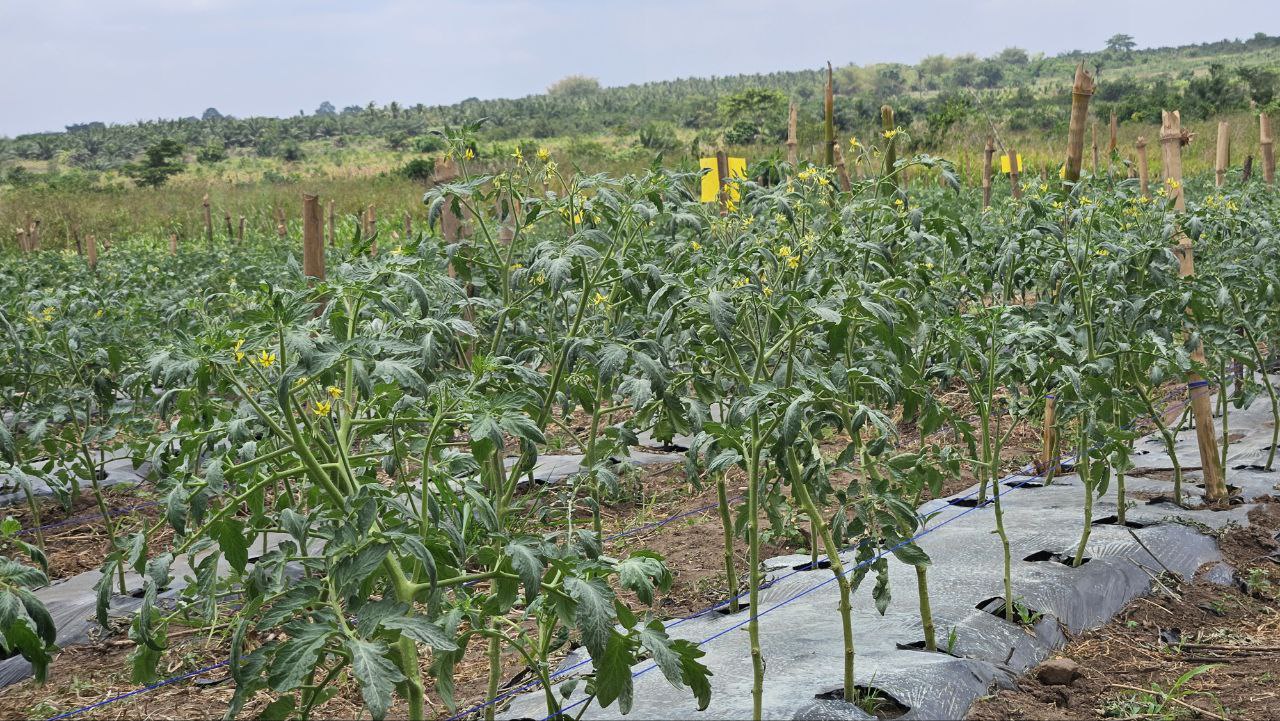 A lush, green farm field under a bright sky, representing agricultural investment.